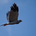 Eastern Pale Chanting Goshawk