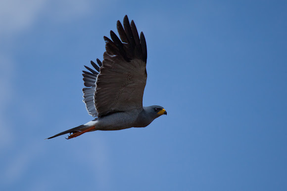 Spotting Image 1