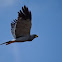 Eastern Pale Chanting Goshawk