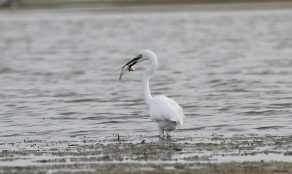 Spotting Image 1