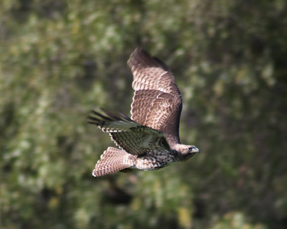 Spotting Image 1