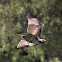 Red Tail Hawk