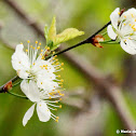 Wild plum