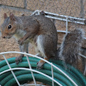 Grey Squirrel (female)