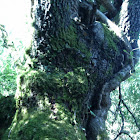 Chaparro de Rienda 440