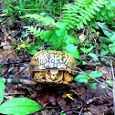 Eastern Box Turtle