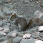 Mexican Gray Squirrel