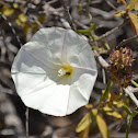 Island False Bindweed