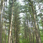 Eastern white pine