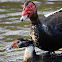 Mating Muscovies