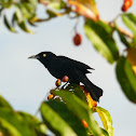 Carib Grackle