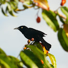 Carib Grackle