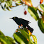 Carib Grackle