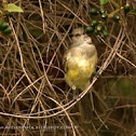 Large elaenia