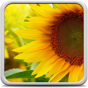 Sunflower Live Wallpaper.apk 10.0