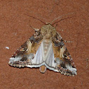 Yellow-striped Armyworm moth