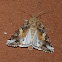 Yellow-striped Armyworm moth