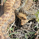 Bullsnake