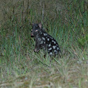 Eastern quoll