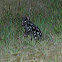 Eastern quoll