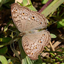 Grey Pansy