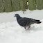 Rock Pigeon