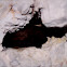 Little Brown Bat