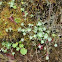 Stonecrop