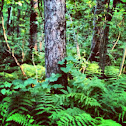 Fern