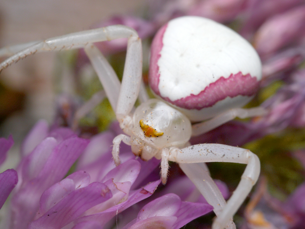 Crab spider