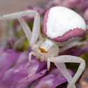 Crab spider