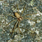 Running crab spider
