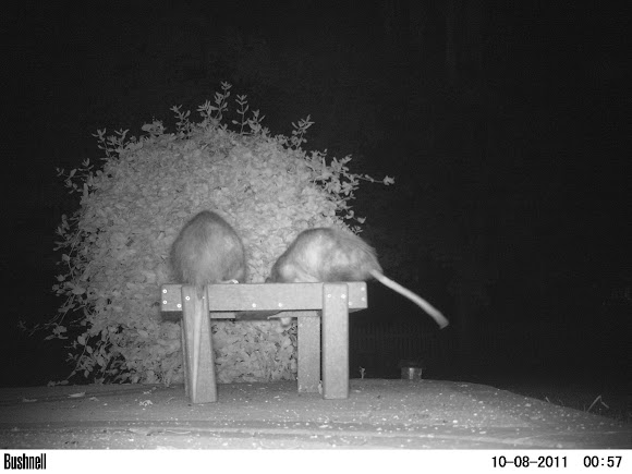 Spotting Image 1