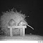 Virginia Opossum