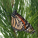 Monarch butterfly