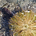 Green sea urchin