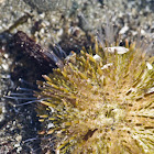 Green sea urchin