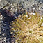 Green sea urchin