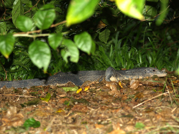Spotting Image 1