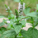 Spearmint