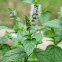 Spearmint