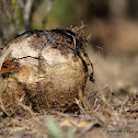 Puffball