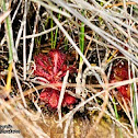 Spoon-leaved sundew