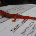 Red-spotted Newt