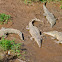 American Crocodile