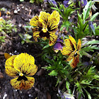 Pansy