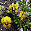 Pansy