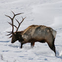 Rocky Mountain Elk