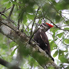 Pileated Woodpecker