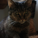 Domestic cat